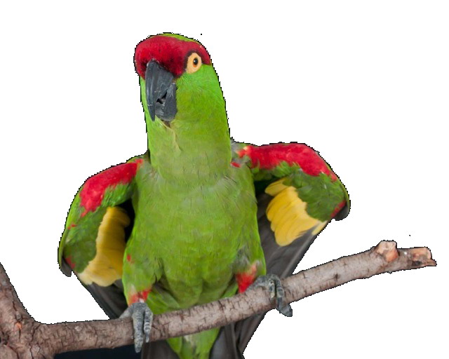 The Last American Parrot