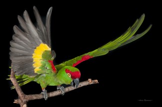 One of BRI's Thick-billed parrots in a captive breeding program