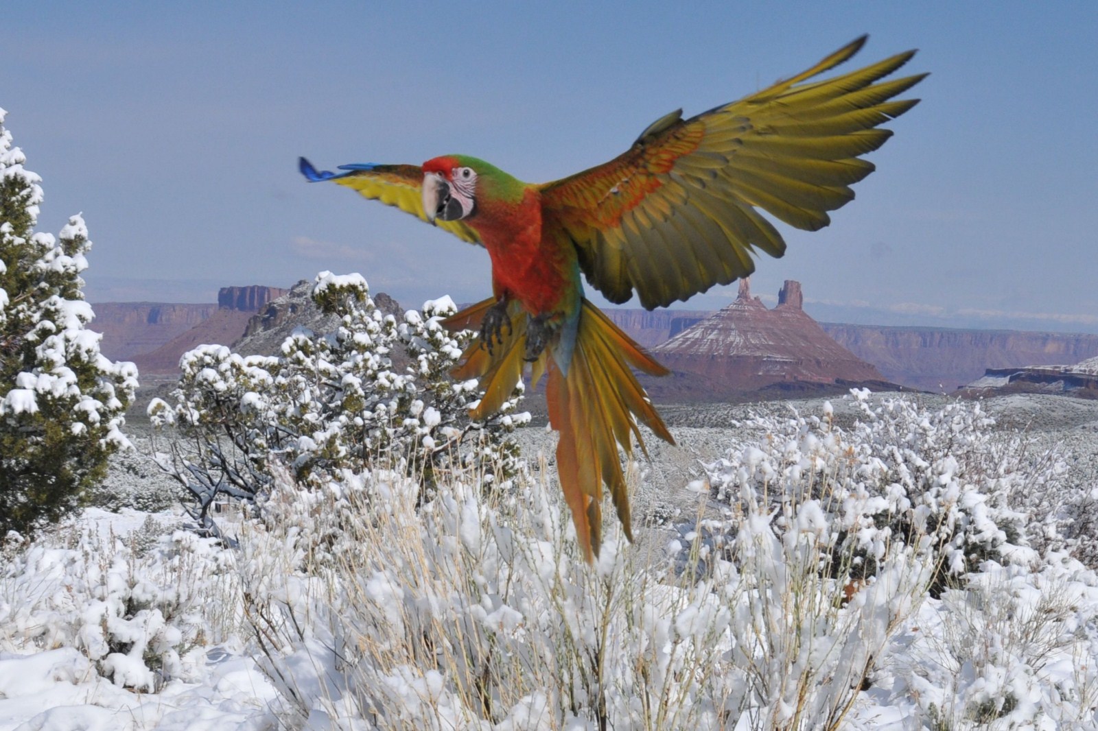 Scarlet Macaw update 2-2022