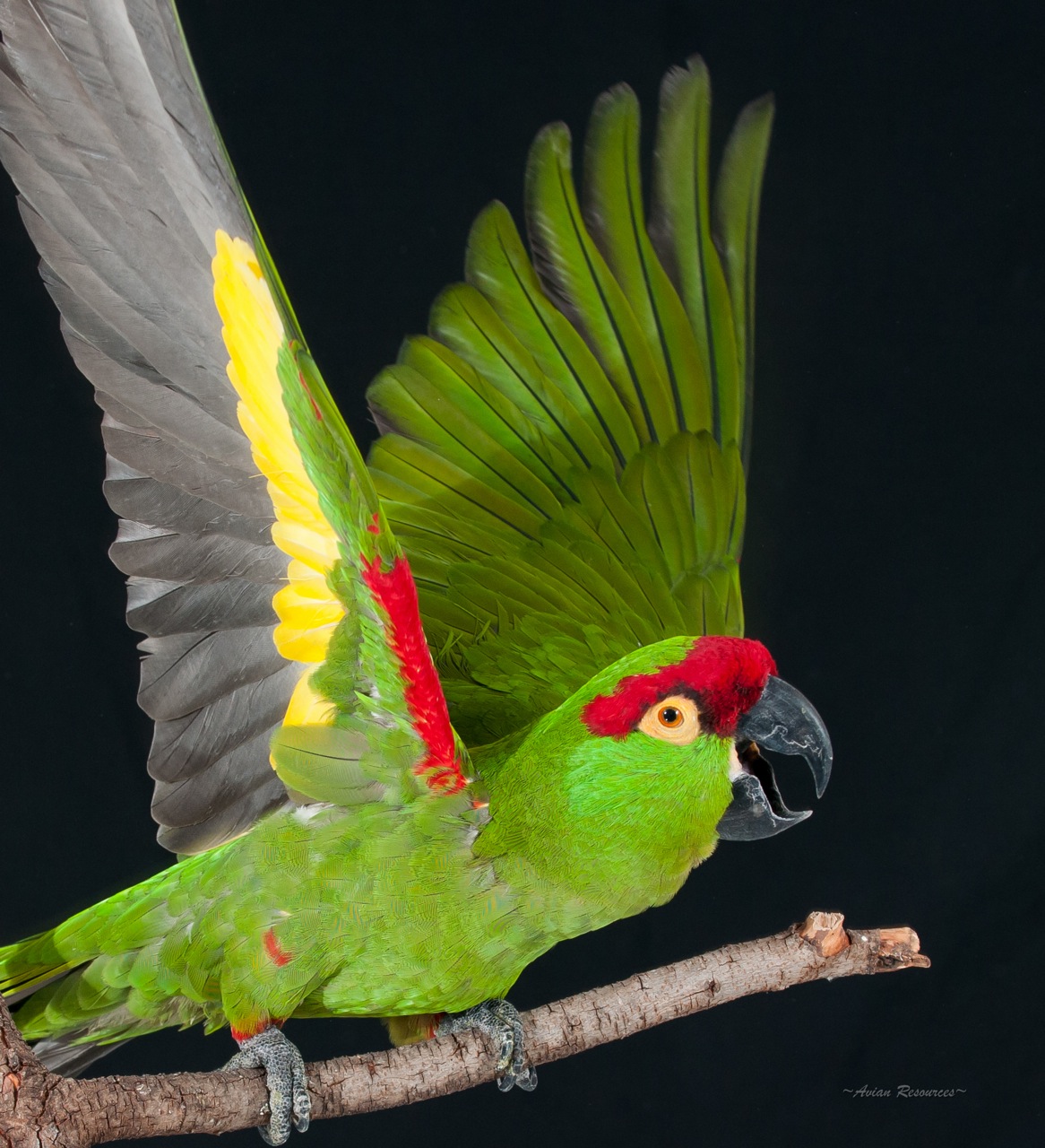 BRI based article about Thick-billed Parrot history in US