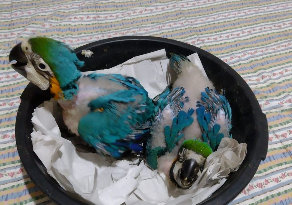 “Boots on the Ground” with Blue & Yellow Babies