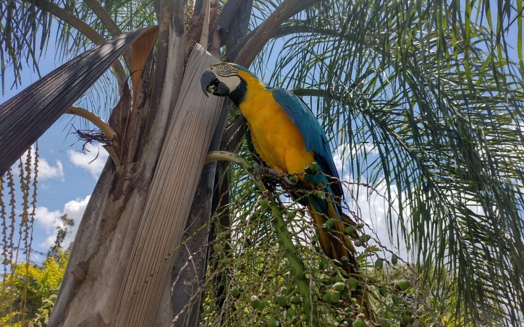 Macaw Release and the Jerivá Syagrus romanzoffiana Palm Tree