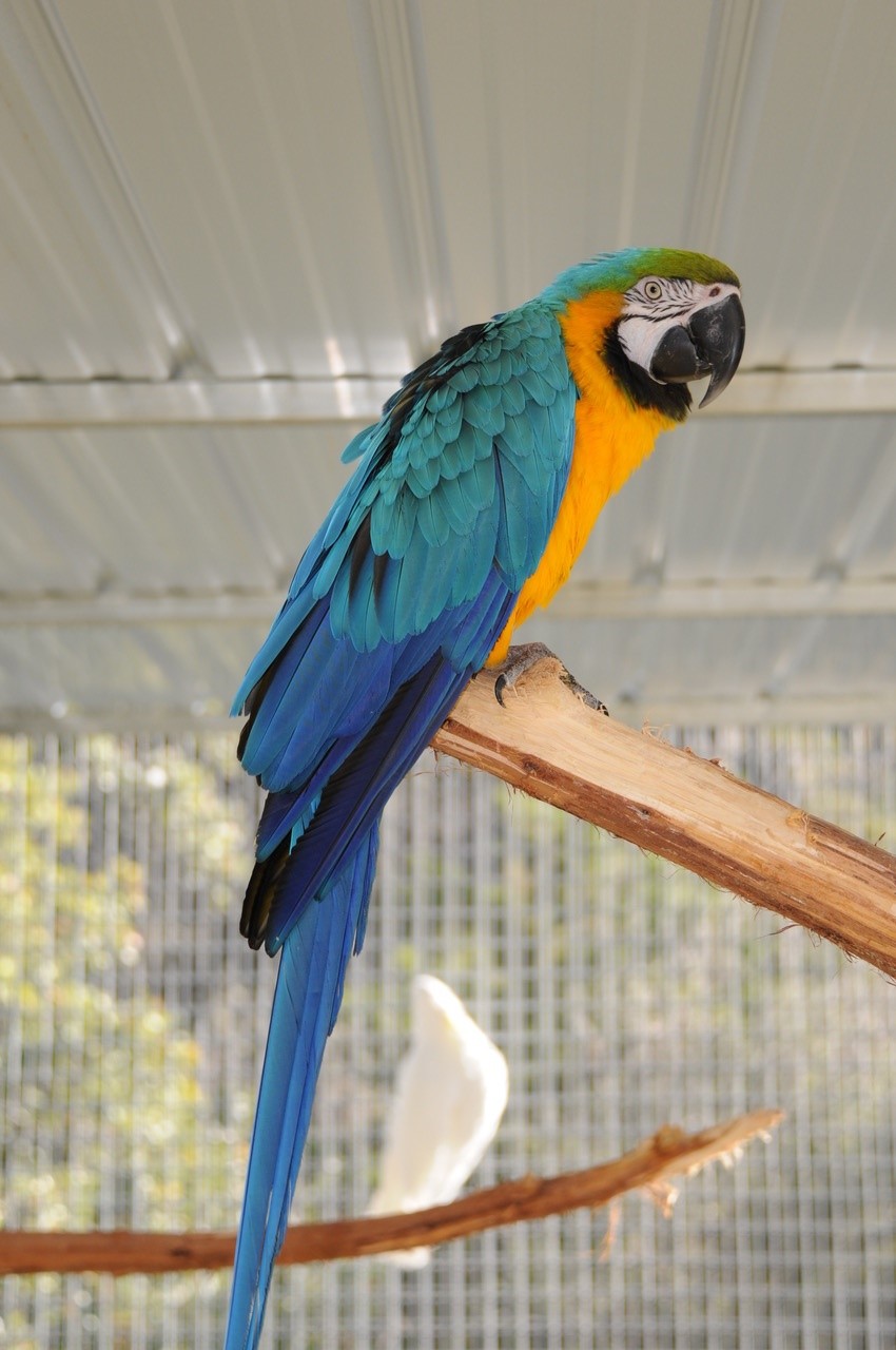 Blue & Yellow Macaws - Bird Recovery International