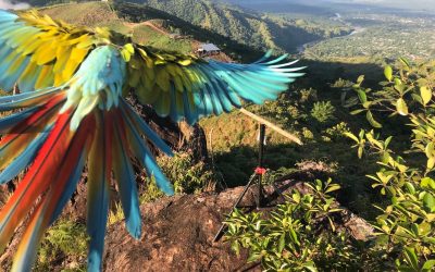 Great Green Macaw Photos 2- 2022